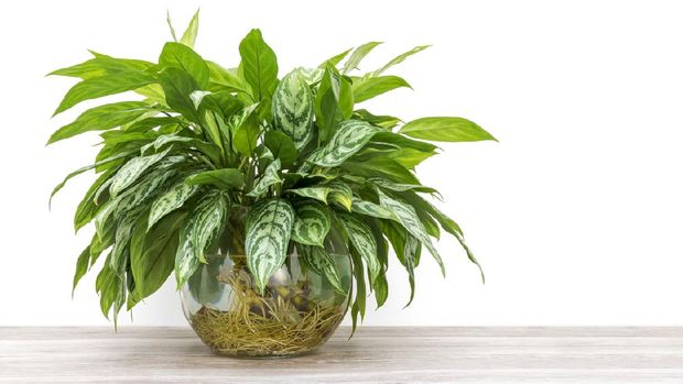 bunch of green houseplant cuttings, Aglaonema, rooting and growing in a large glass vase