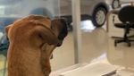 Aksi Seekor Anjing yang Bekerja di Dealer Hyundai