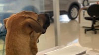 Dari anjing jalanan, rumah barunya kini adalah ruang pamer ber-AC yang nyaman. Tucson diberi cukup makanan dan minuman setiap hari. Gizi, kesehatan, dan sanitasi Tucson dijaga ketat oleh para karyawan. Kini dia berperan sebagai wajah outlet karena dia adalah duta resmi dan model untuk showroom Hyundai tersebut. Foto: Instagram @Tucson_prime