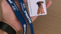 Tucson kini punya id card atau kartu tanda pengenal layaknya pekerja. Tidak hanya itu, anjing ini juga semakin terkenal di jagat media sosial. Bahkan followers di instagram Tucson sudah mencapai 70 ribu lebih. Wah, bisa jadi selebgram nih. Kira-kira Tucson digaji berapa ya? Foto: Instagram @Tucson_prime