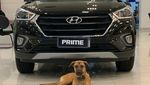 Aksi Seekor Anjing yang Bekerja di Dealer Hyundai