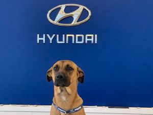 Lucu! Karyawan Dealer Hyundai Ini Seekor Anjing, Tuai Respon Positif