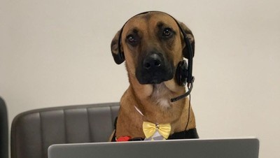 Aksi Seekor Anjing yang Bekerja di Dealer Hyundai