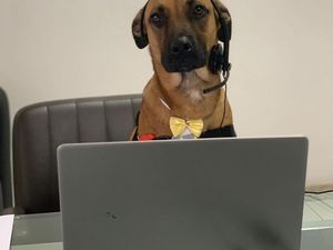 Aksi Seekor Anjing yang Bekerja di Dealer Hyundai