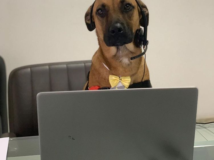 Aksi Seekor Anjing yang Bekerja di Dealer Hyundai