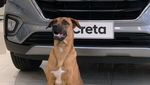 Aksi Seekor Anjing yang Bekerja di Dealer Hyundai