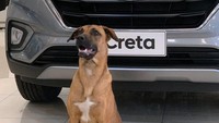 Meski demikian, adopsi anjing jalanan jadi karyawan dealer ini menuai respon warganet. Foto: Instagram @Tucson_prime