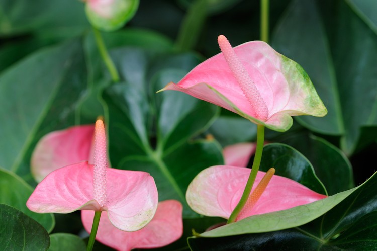 Anthurium Anthurium