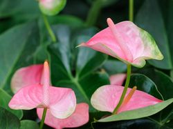 Potret Aneka Tanaman Hias Cantik yang Populer Saat Ini