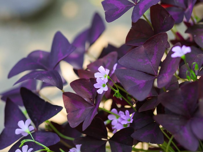 Bunga Kupu-kupy Purple Oxalis Triangularis houseplant in bright natural light in the Spring of 2020 in South Florida. A bright joyful plant bringing inspiration during the COVID-19 pandemic of 2020. The plant is a beautiful teal-colored ceramic flower pot.
Oxalis triangularis, commonly called false shamrock, is a species of edible perennial plant in the Oxalidaceae family. It is endemic to Brazil.
Three is often the magic number when it comes to Oxalis. The most common species grown as a houseplant is Oxalis triangularis which has three common names, False Shamrock, Purple Shamrock and Love Plant.