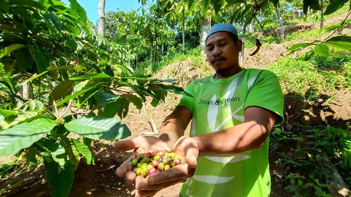Curhatan Petani Kopi di Lereng Gunung Muria di Tengah Pandemi