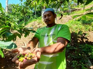 Kopi Muria Mendunia, Ditanam di Lereng Gunung Sejak Zaman Kolonial