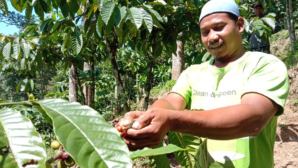 Curhatan Petani Kopi di Lereng Gunung Muria di Tengah Pandemi