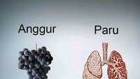 Anggur tumbuh menggerombol ke bawah dan sekilas mirip dengan paru-paru. Manfaatnya ternyata juga baik untuk paru-paru karena mengandung proanthocyanidin dan resveratrol sebagai antikanker dan mencegah asma. Foto: Kliksehat