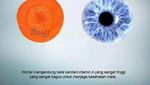 10 Makanan Ini Mirip Organ Tubuh Manusia, Manfaatnya Juga Hebat!