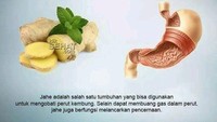 Jahe yang bentuknya mirip dengan lambung ini ternyata punya manfaat baik untuk organ tersebut. Jahe berfungsi mengobati perut kembung dan melancarkan pencernaan. Foto: Kliksehat