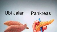 Ubi jalar disebut-sebut mirip dengan pankreas. Bahkan manfaatnya juga sangat baik untuk pankreas, yaitu dapat membantu pelepasan gula secara berkala dalam tubuh dan melindungi sistem pencernaan. Foto: Kliksehat