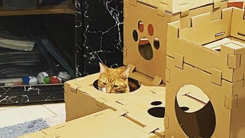 Jadi cara ini mungkin jadi cara jitu jika ingin mengadopsi kucing liar. Foto: Boredpanda