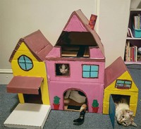 rumah kardus kucing