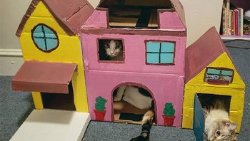 Dengan membuatkan rumah dari kotak kardus yang bisa memuatnya nyaman. Foto: Boredpanda