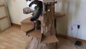 Bertingkah dan kokoh. Foto: Boredpanda