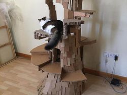 Gemasnya! Kumpulan Rumah Kucing Terbuat Dari Karton