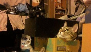 Tak apa sempit asal nyaman. Foto: Boredpanda