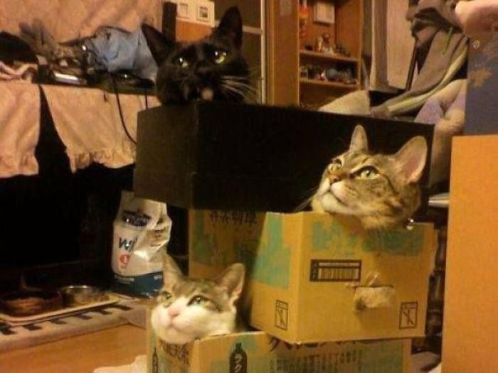 rumah kardus kucing