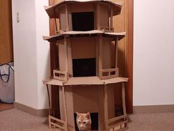 Gemasnya! Kumpulan Rumah Kucing Terbuat Dari Karton