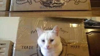 Jawabnnya karena dapat memerikan kenyamanan dan keamanan bagi si kucing. Foto: Boredpanda