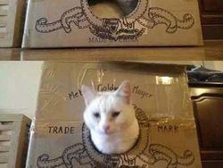 Gemasnya! Kumpulan Rumah Kucing Terbuat Dari Karton