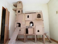 rumah kardus kucing