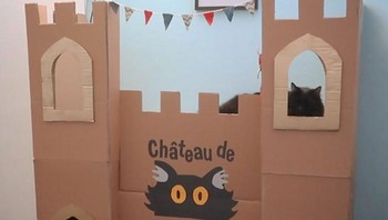 Carboard atau karton sangat cocok untuk digigit dan dicakar kucing. Foto: Boredpanda