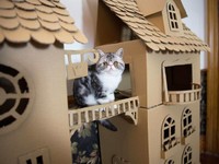 rumah kardus kucing