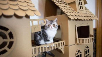 Banyak pemilik mengetahuinya dengan cara yang sulit, setelah kucing mereka merobek-robek seluruh kotak menjadi berkeping-keping dan mereka harus membersihkan semuanya. Foto: Boredpanda