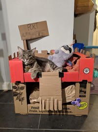 rumah kardus kucing