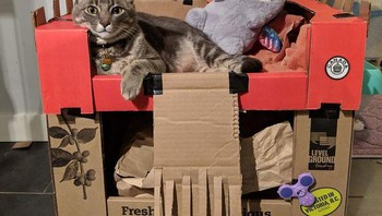 Satu studi bahkan menemukan bahwa kucing penampungan yang diberi tempat persembunyian dengan kotak kardus dapat beradaptasi lebih cepat. Foto: Boredpanda