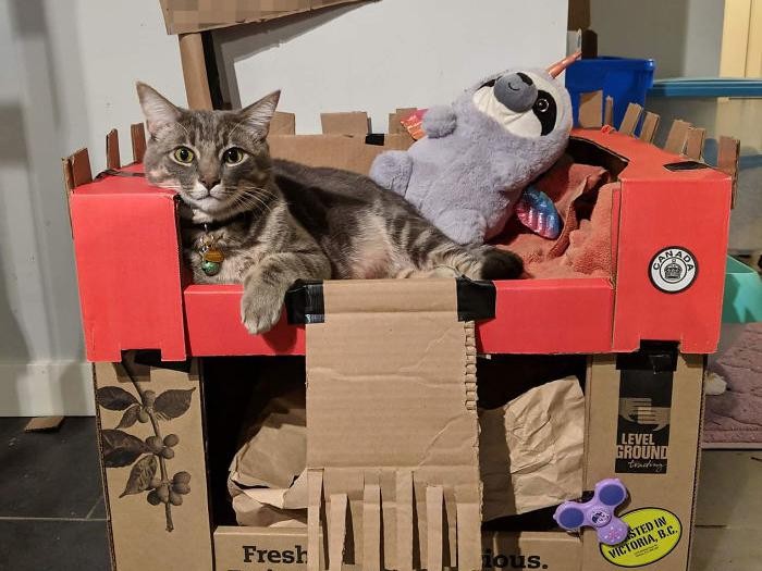 rumah kardus kucing