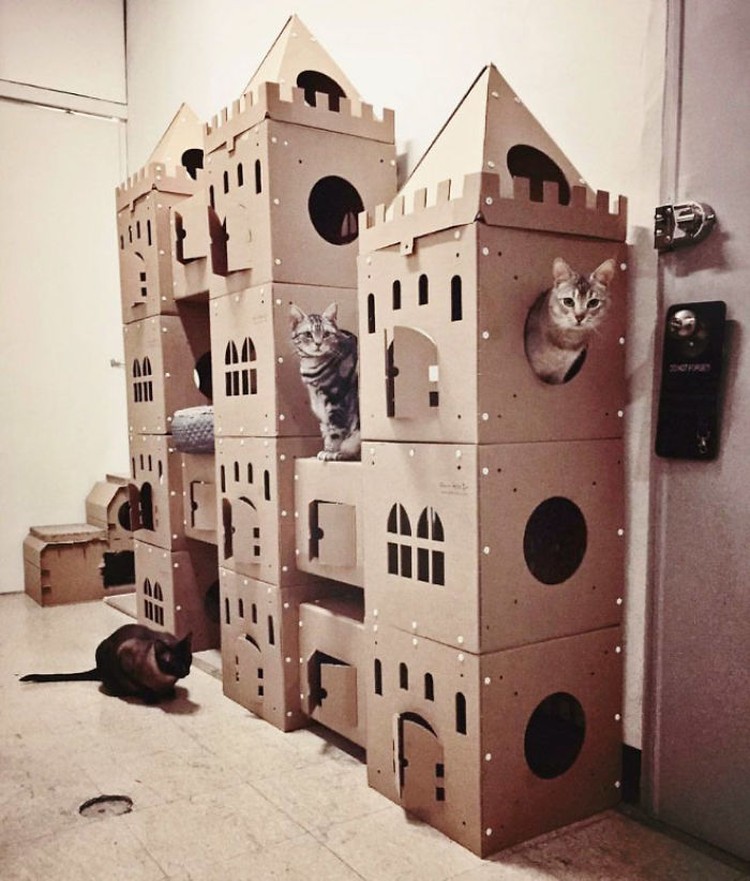 Gemasnya Kumpulan Rumah Kucing Terbuat Dari Karton