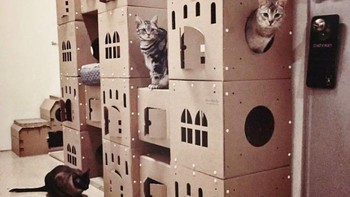 Melansir dari BoredPanda, banyak para ahli mengatakan ada beberapa alasan mengapa kucing sangant menyukai kotak kardus. Foto: Boredpanda