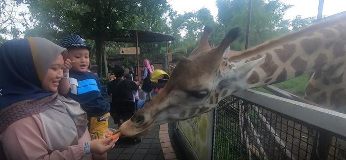 Sensasi Memberi Makan Hewan di Batu Secret Zoo