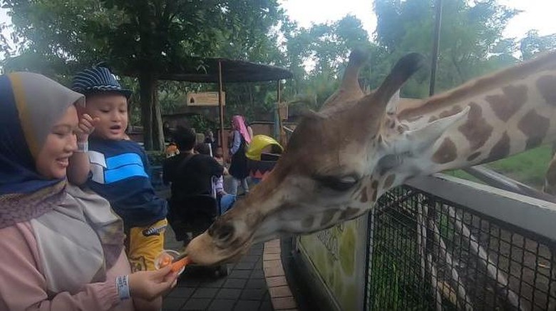 Sensasi Memberi Makan Hewan di Batu Secret Zoo Sensasi Memberi Makan Hewan di Batu Secret Zoo