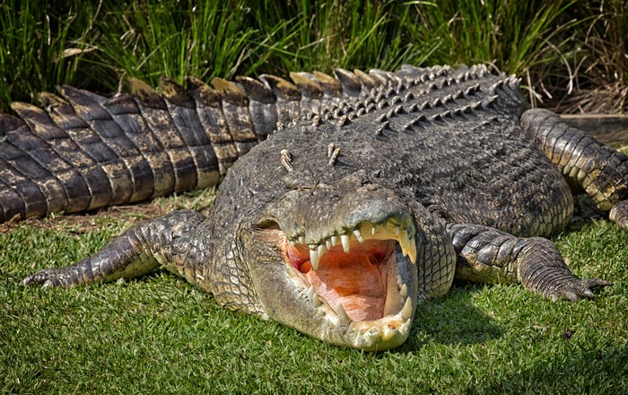 Aneka Gaya Buaya Muara (Crocodylus porosus) di Indonesia dan Australia