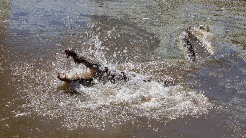 Aneka Pose Gahar Buaya Muara (Crocodylus porosus) di Indonesia dan Australia