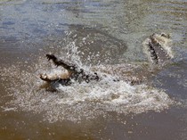 Ngeri! Turis Rekam Detik-detik Buaya Mangsa Buaya