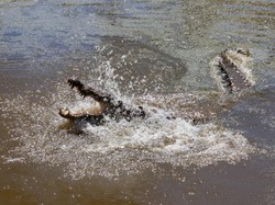 Gila dan Brutal, Buaya Makan Buaya!