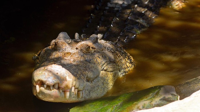 Aneka Pose Gahar Buaya Muara (Crocodylus porosus) di Indonesia dan Australia