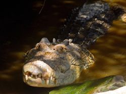 Gaya Sangar Buaya Muara