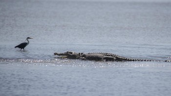 Seekor burung kuntul tidak menyadari bahaya yang mengancamnya (iStock)