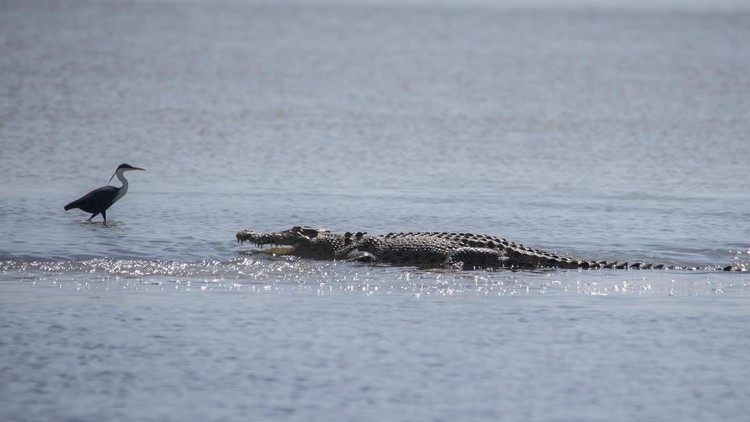 Aneka Pose Gahar Buaya Muara (Crocodylus porosus) di Indonesia dan Australia